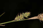 Buxbaum's sedge